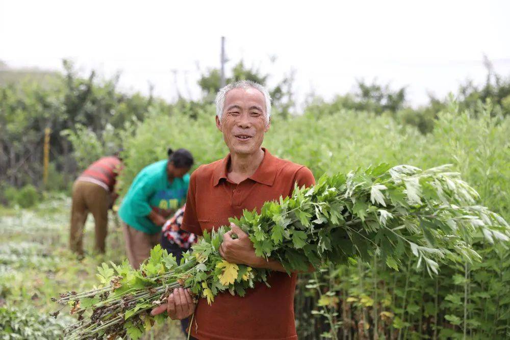 河北邯郸市馆陶县:"小艾草,大民生",绿色康养馆陶行