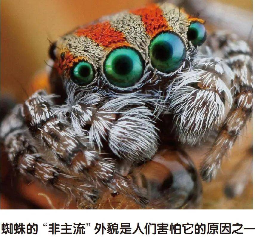 动物_恐惧_蜘蛛