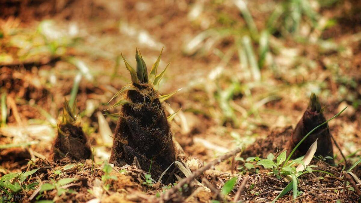 竹笋_营养_麻笋