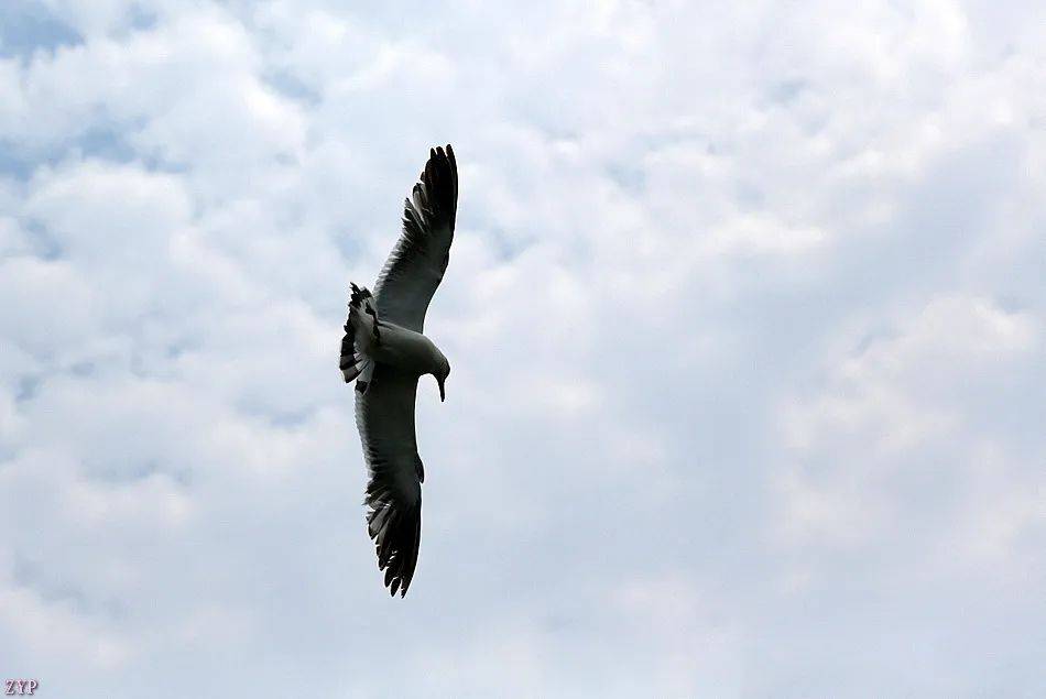 千姿百态的海鸥