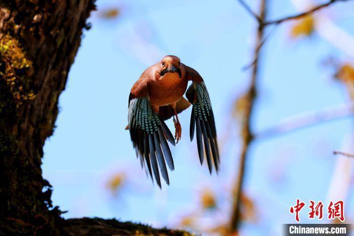 安徽祁门古树林立引来百鸟争鸣