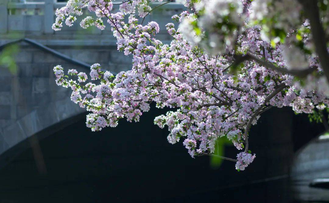 近30个品种,5000余株金星海棠,垂丝海棠等这里遍植西府海棠,贴梗海棠