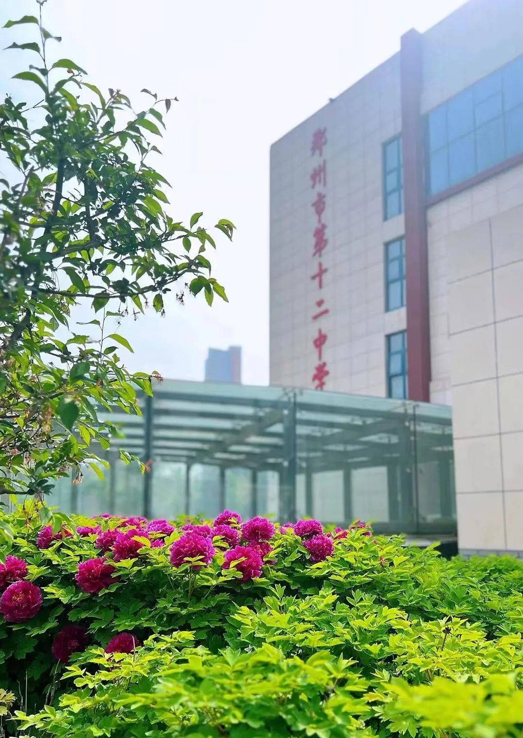 枝间新绿一重重小蕾深浅数点红郑州市第十二中学校园里玉兰,樱花开得