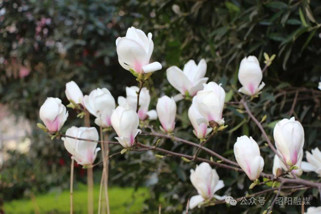 春暖昭通丨昭阳春色组图