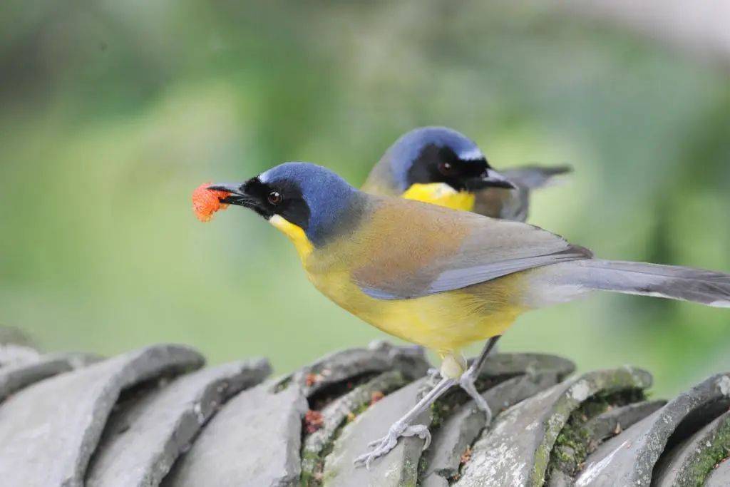 石门的鸟鸣传递春声的使者