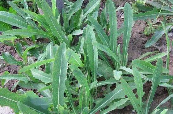 组团去打野再来尝一口乐昌人儿时的野菜盛宴