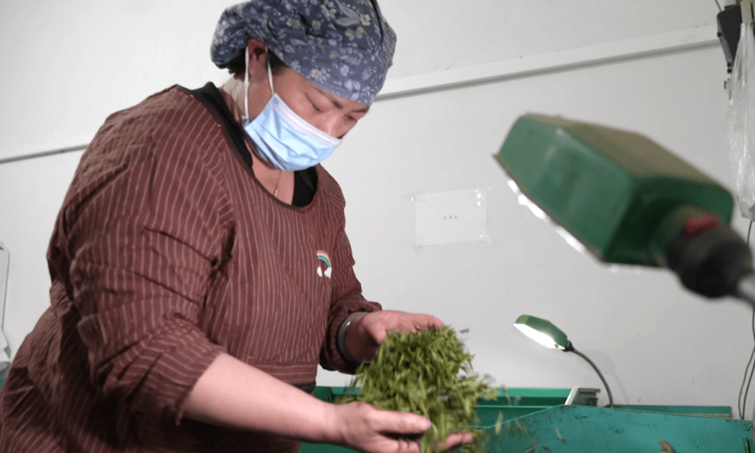 大关:明前茶香漫溢出高山峡谷_茶叶_刘享芬_加工