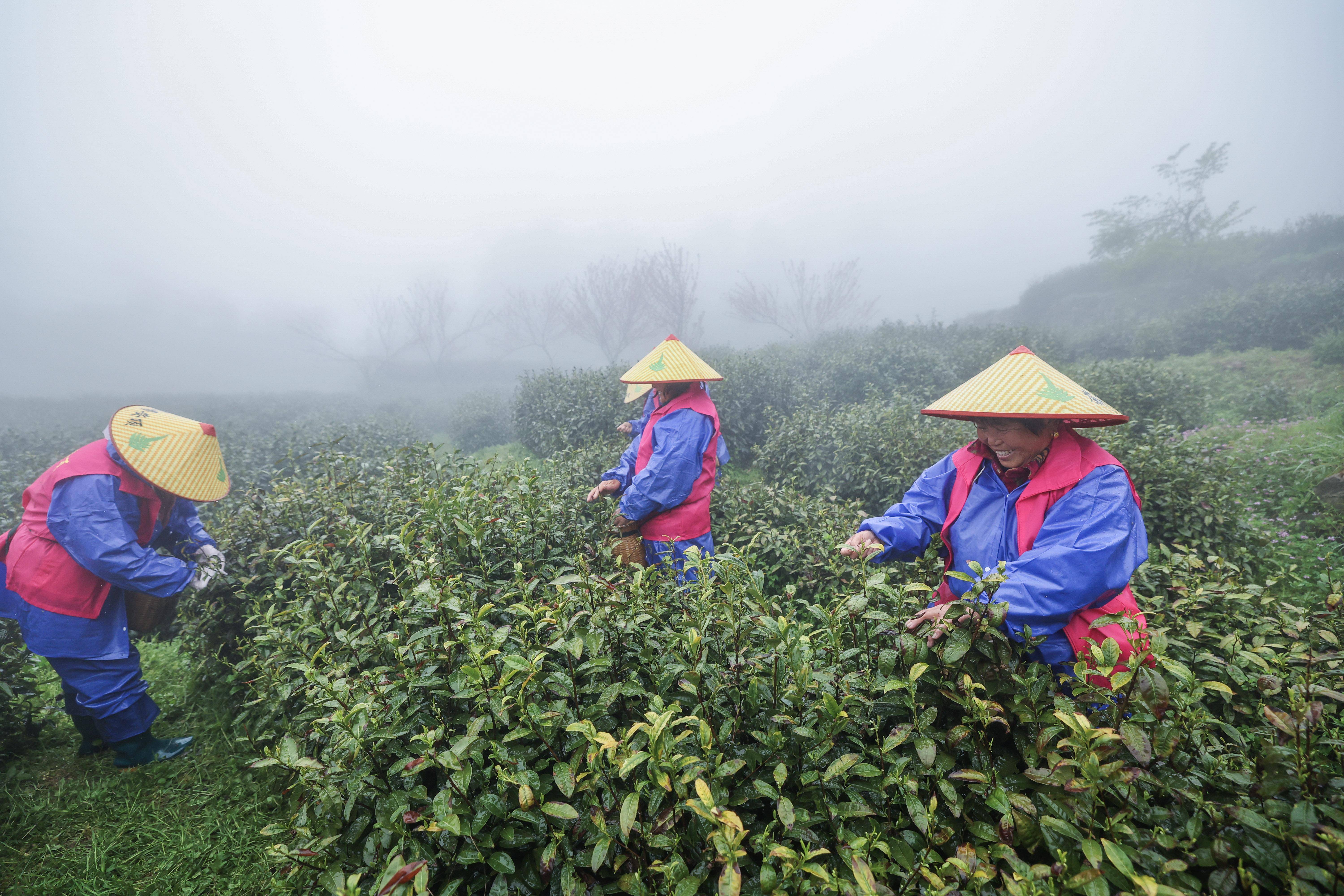 高山云雾茶的图片图片