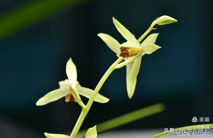 大饱眼福汉中大型兰花展开始啦就在市区