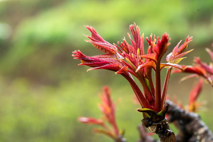 健康小站丨吃生炒菠菜致肾病恶化,还有这些蔬菜也要焯水吃_香椿芽_用