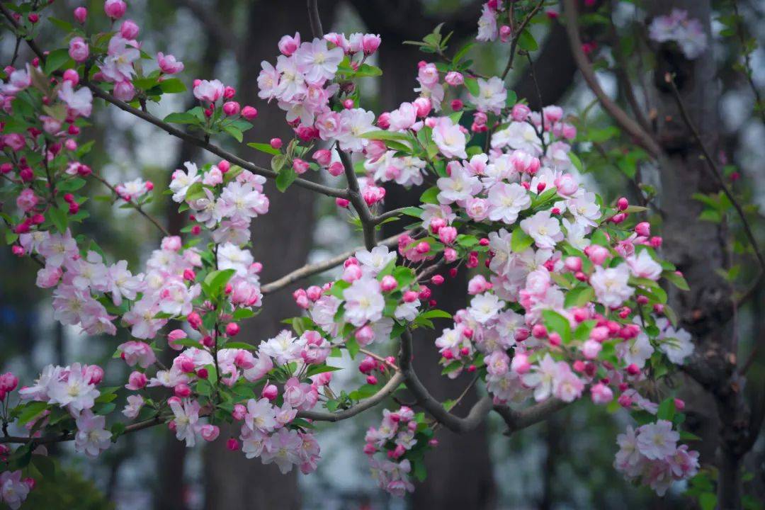 海棠花期图片