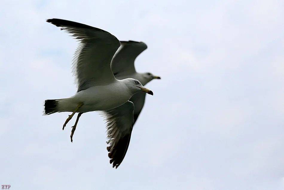 千姿百态的海鸥