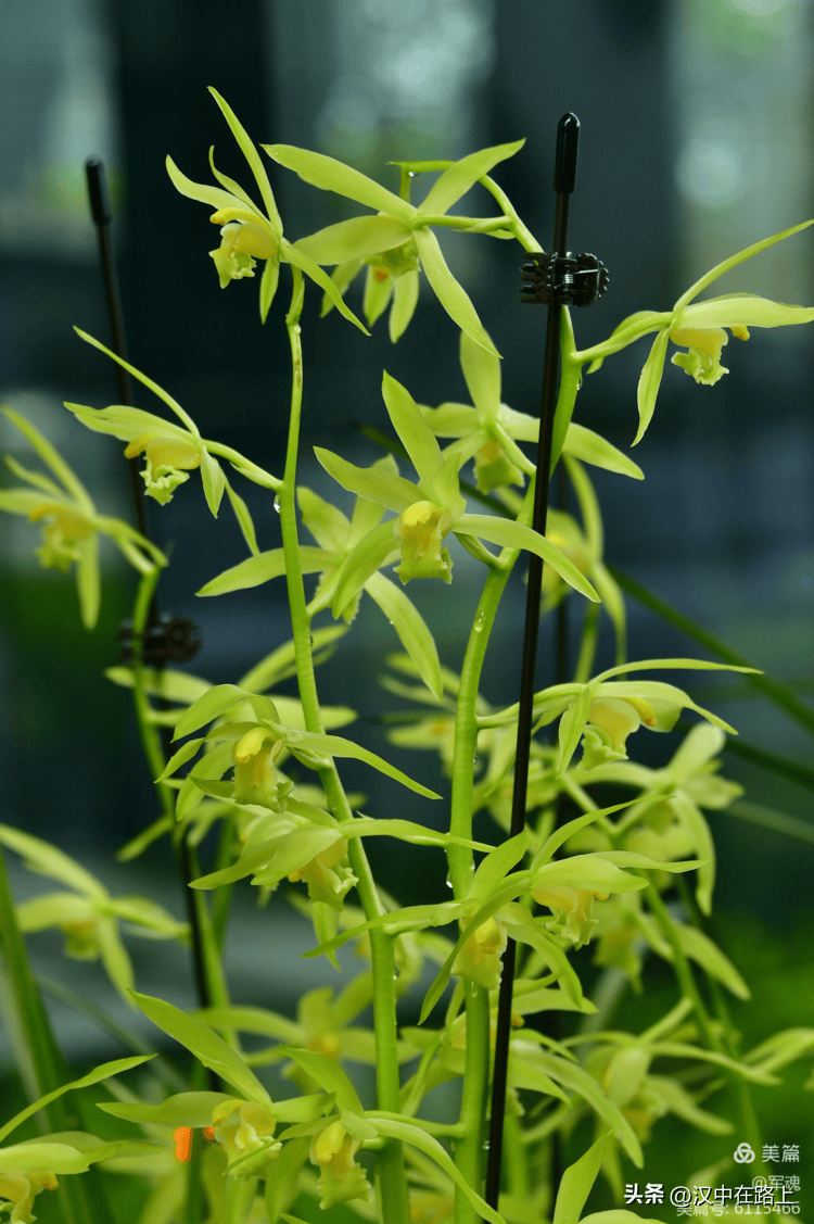 大饱眼福汉中大型兰花展开始啦就在市区