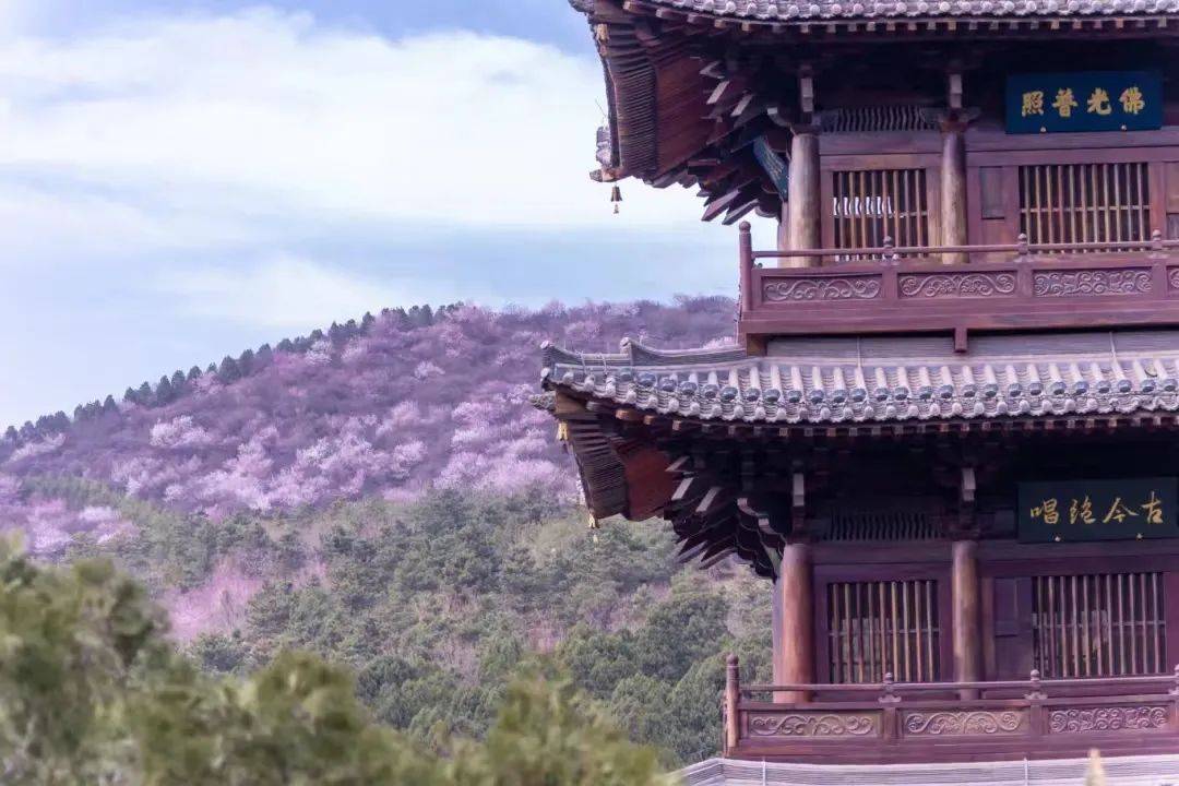 太原文博)#线路三#"樱花红陌上,杨柳绿池边"玉泉山城郊森林公园—文