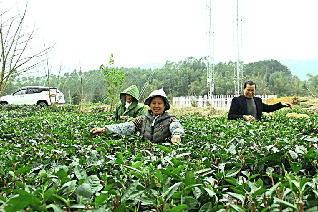长寿之乡广西蒙山,福建柘荣,广东大埔春日茶园"上新"_茶叶_进行_西河