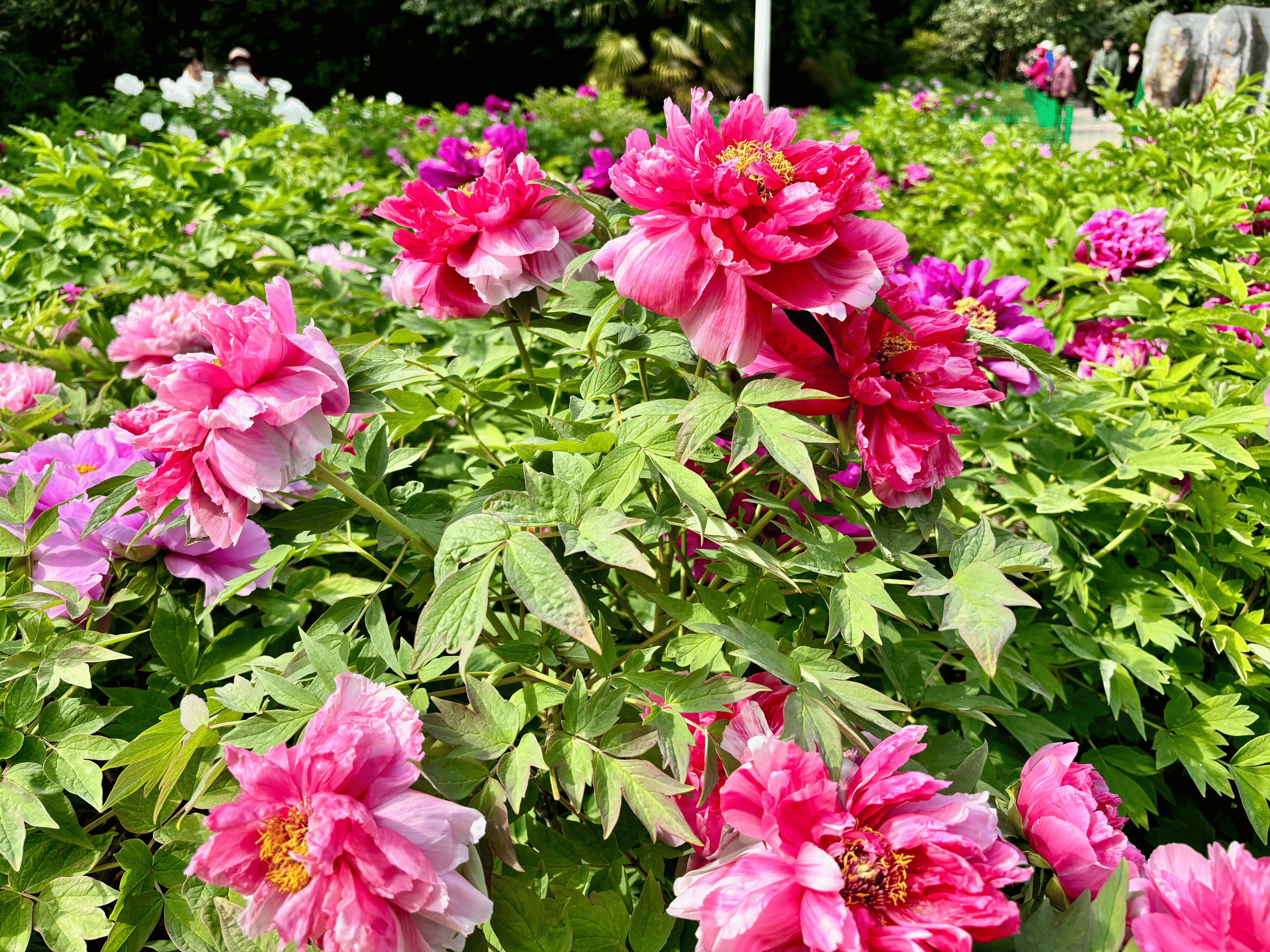 快来郑州碧沙岗公园打卡"国色天香" 7000余株牡丹接力盛放_芍药_种植