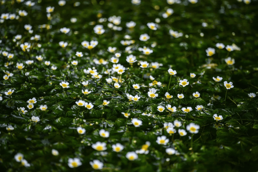 北京优良水质指示物种复现玉渡山,6月将绽放朵朵白花_河道_延庆_自然