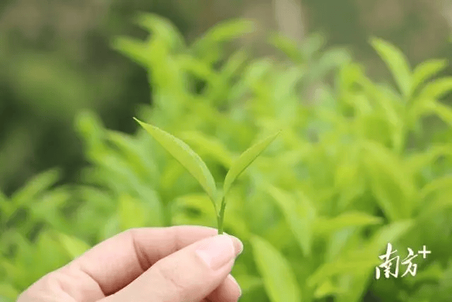 长寿之乡广西蒙山,福建柘荣,广东大埔春日茶园"上新"_茶叶_进行_西河