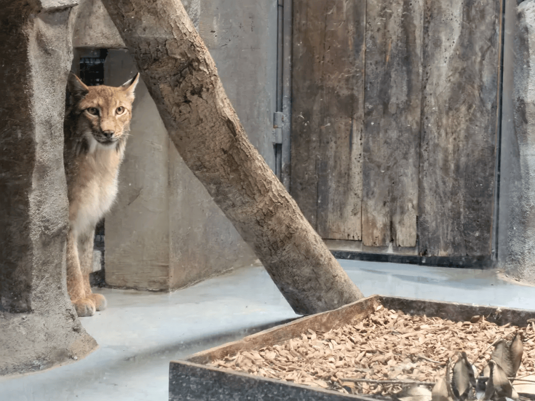 这座动物园为何能让游客如此"疯狂"?日均客流量堪比迪士尼!