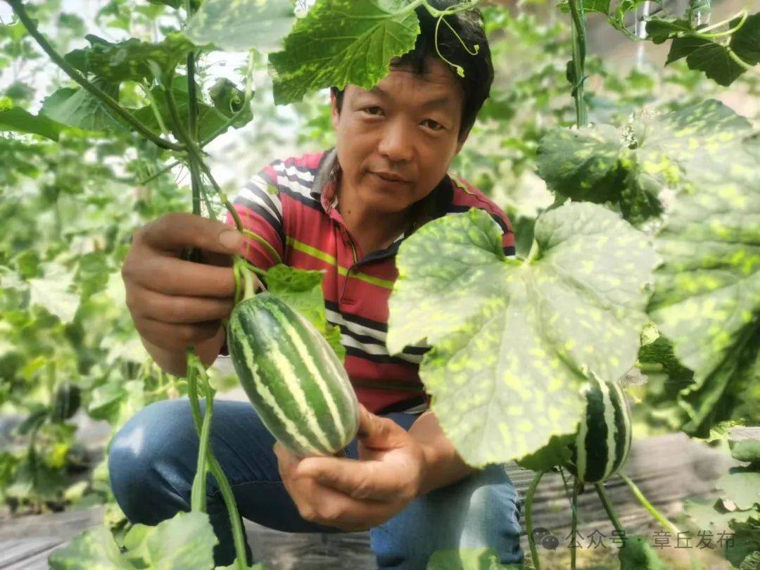 47岁的瓜农程殿林,已经种植了30年甜瓜,从原先单一种植的"景甜5号"到