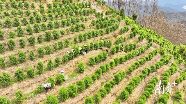 长寿之乡广西蒙山,福建柘荣,广东大埔春日茶园"上新"_茶叶_进行_西河