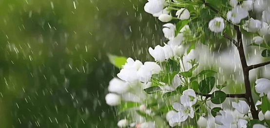 阳光短暂 11日起春雨再次上线