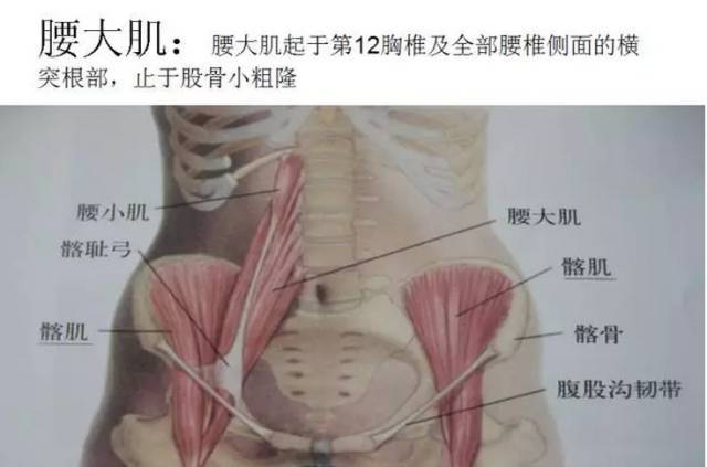 骨间肌解剖图片