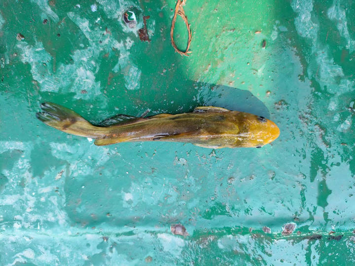 杭州城市河道又有新居民上塘河首次发现江黄颡光泽黄颡鱼