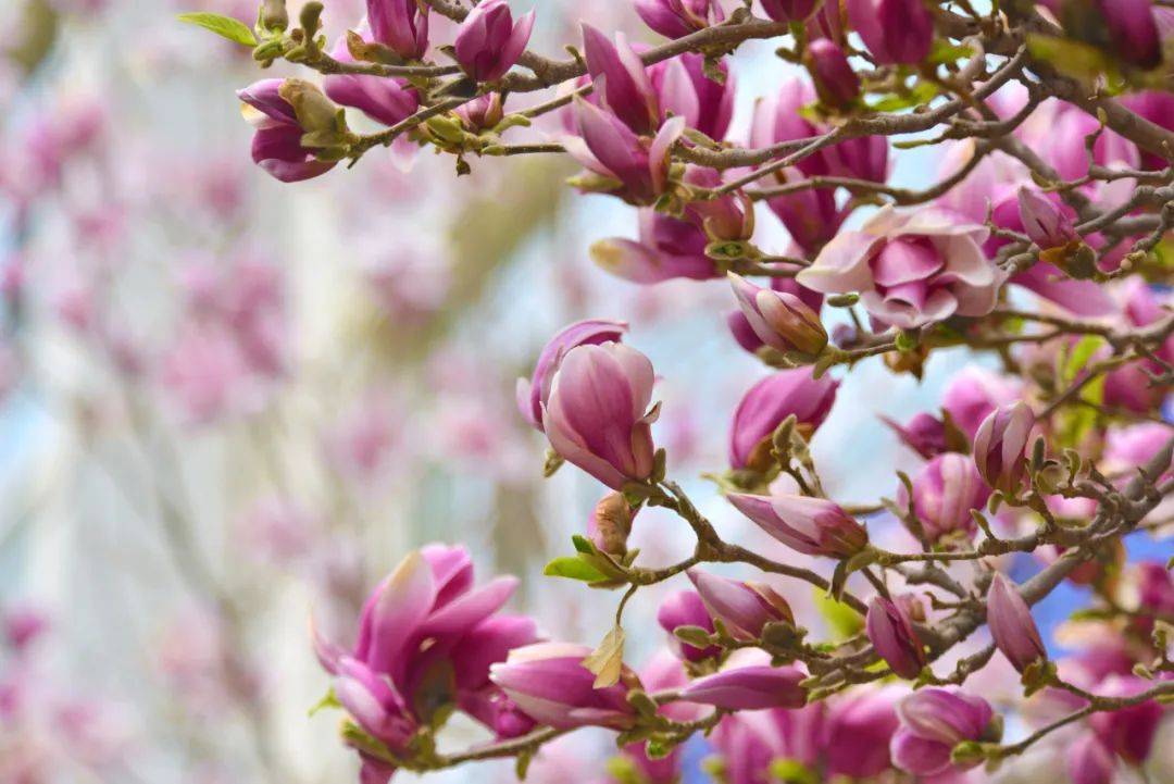 大连生物多样性之美丨春赏百花一玉兰花