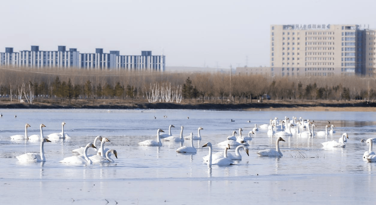 霍林郭勒市生态环境改善珍稀鸟类来做客