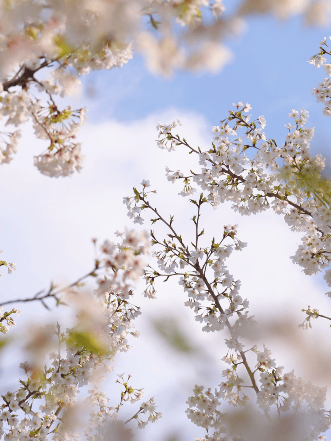 spring_枝头_阳光