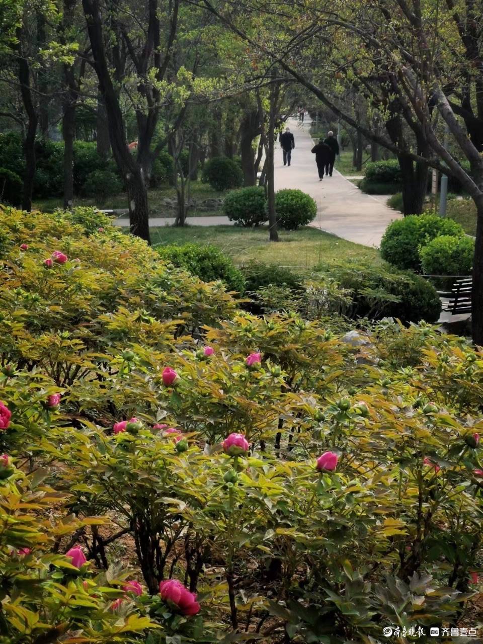 泉城公园牡丹含苞待放泉城公园牡丹含苞待放