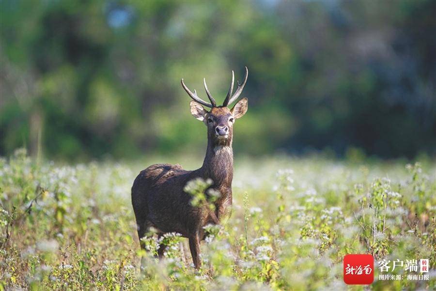 广西山霸王鸟图片