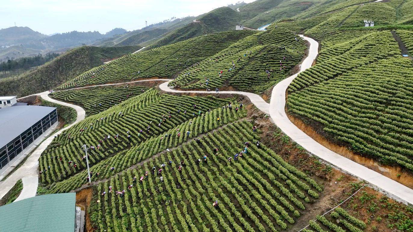贵州平塘高山出好茶群众增收乐开怀