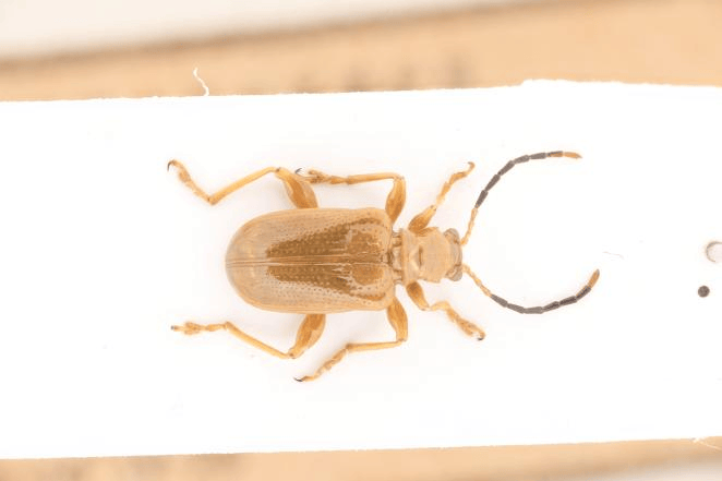 叶甲科的学名来源于希腊语,意为金色闪耀的甲虫,所以这类昆虫在台湾又