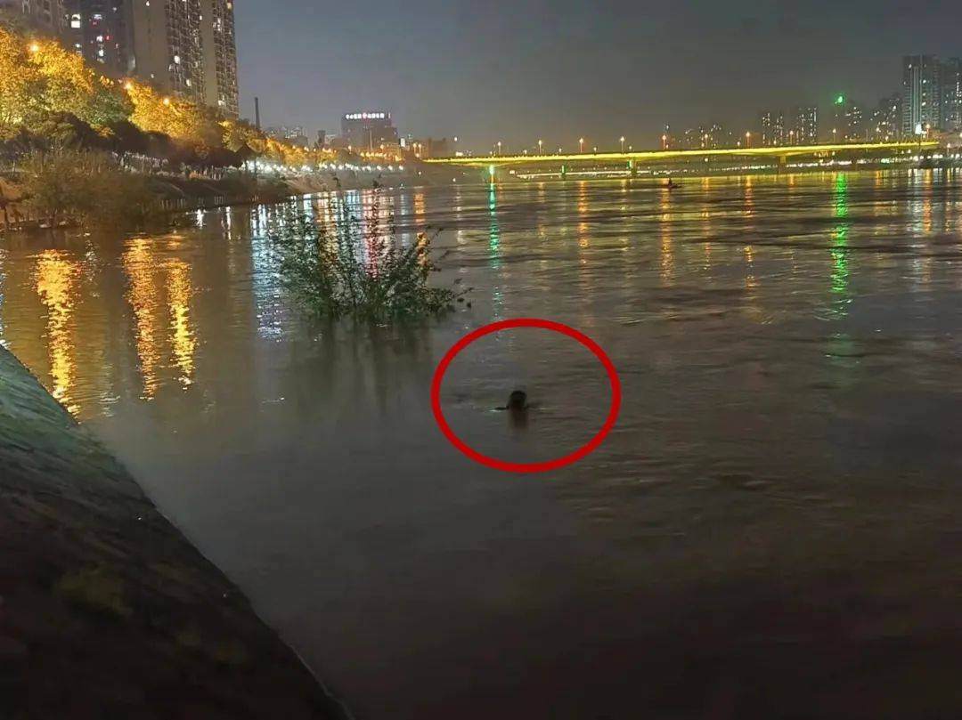 惊险衡阳女子不慎落水消防紧急救援