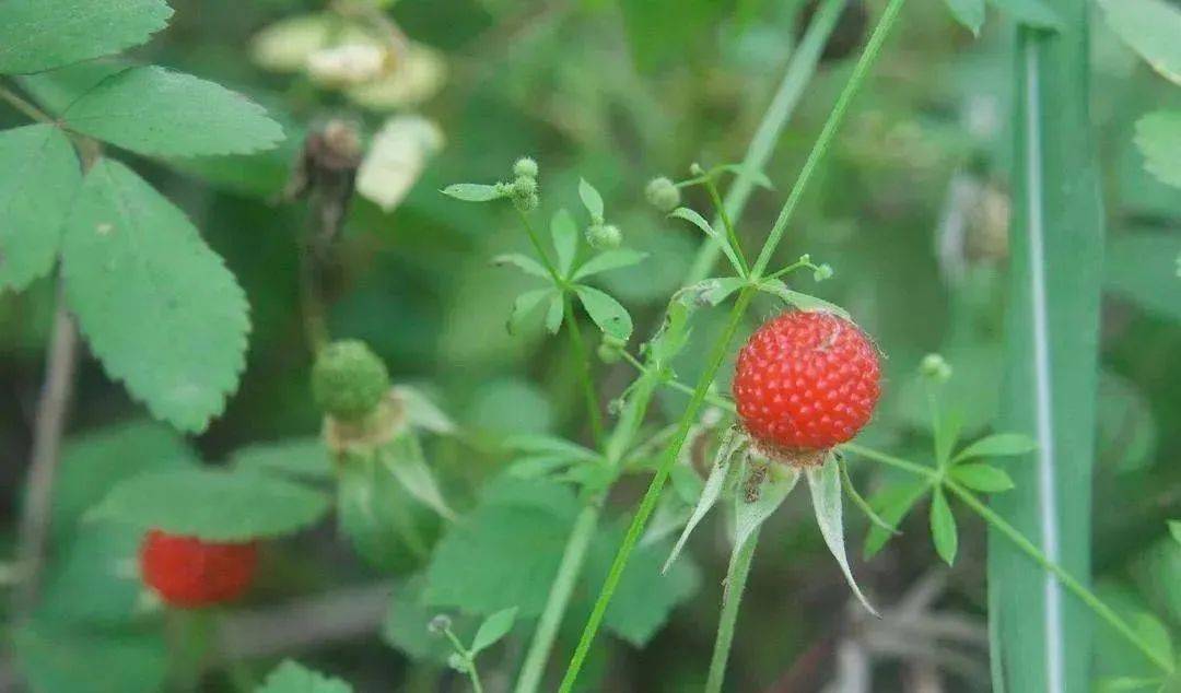 21 酢浆草开花时间,3-10月.