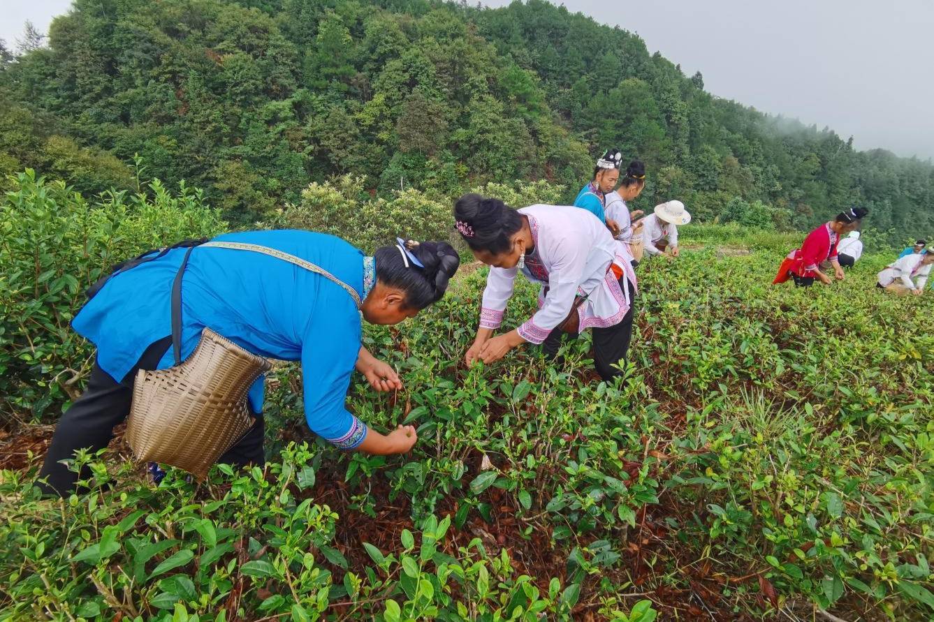 贵州黎平茶颜悦春色春日采摘忙