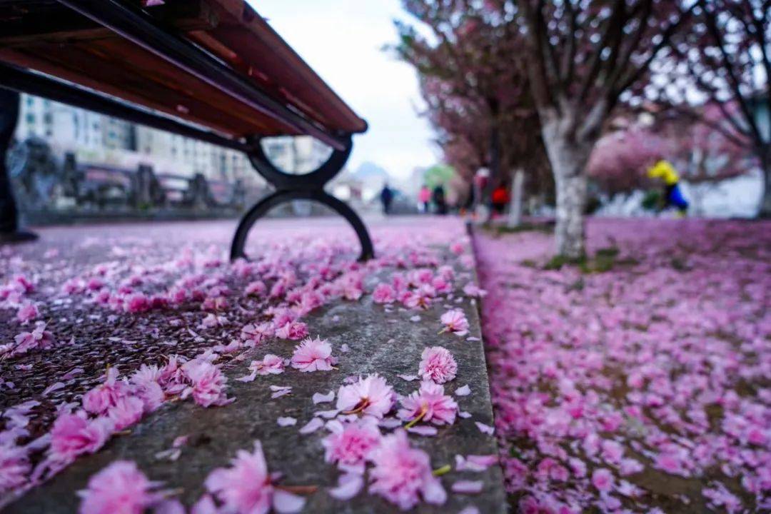 樱花飘落图片 真实图片