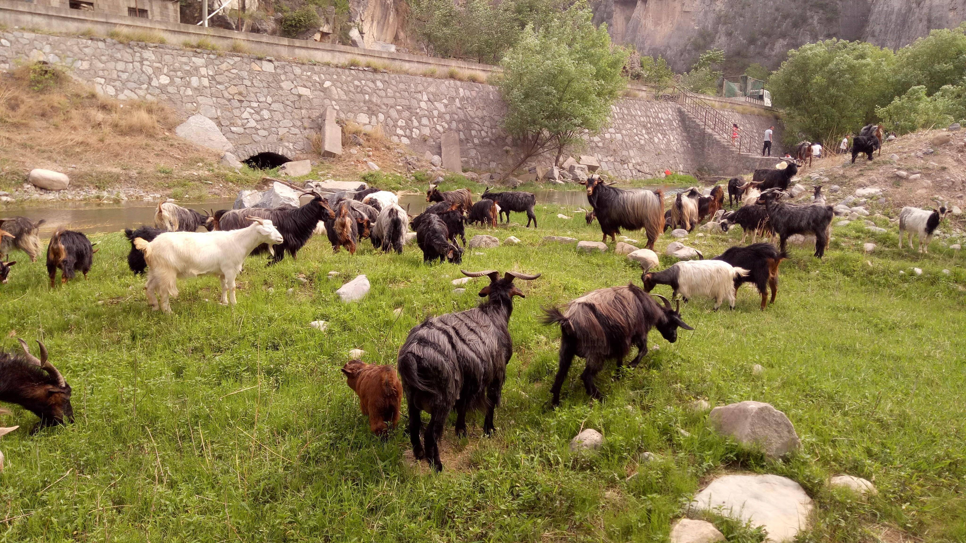 农村小养殖户,明天会不会被淘汰出局?我们小散养户该何去何从?