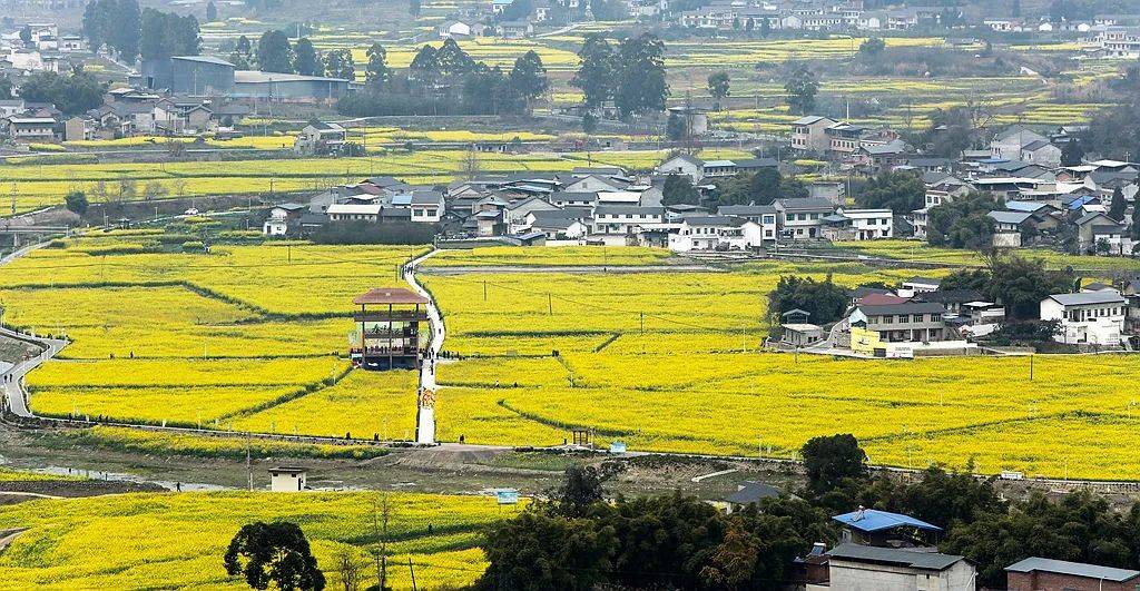 2024威远油菜花节文学摄影大赛名单揭晓,看看有没有你认识的!