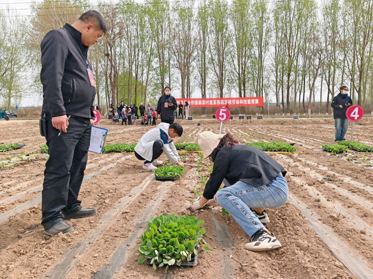宁夏吴忠利通区总工会举办蔬菜移栽定植劳动和技能竞赛