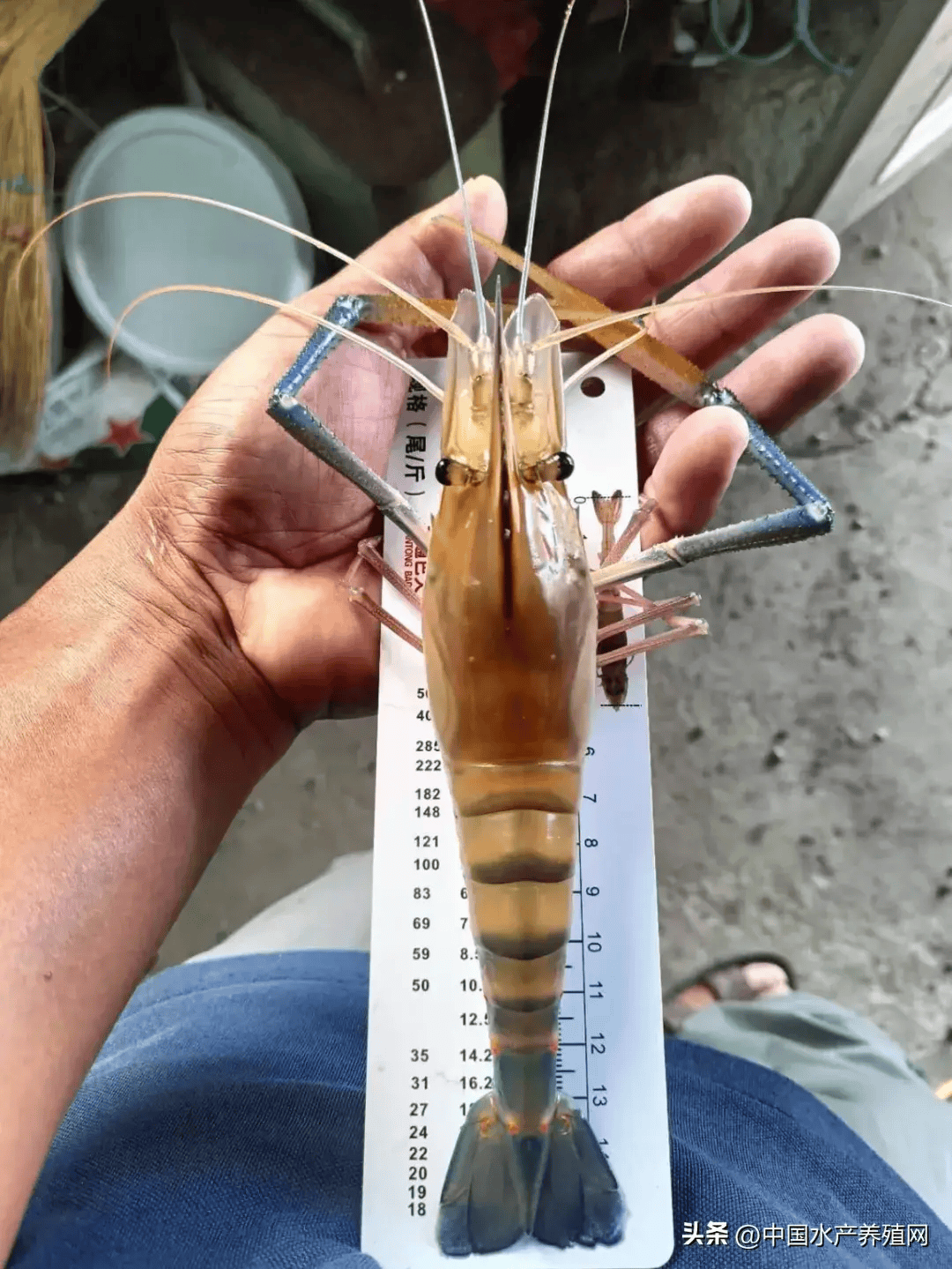 早期亏本后来年年赚钱养了16年罗氏虾的老手今年做了3个改变