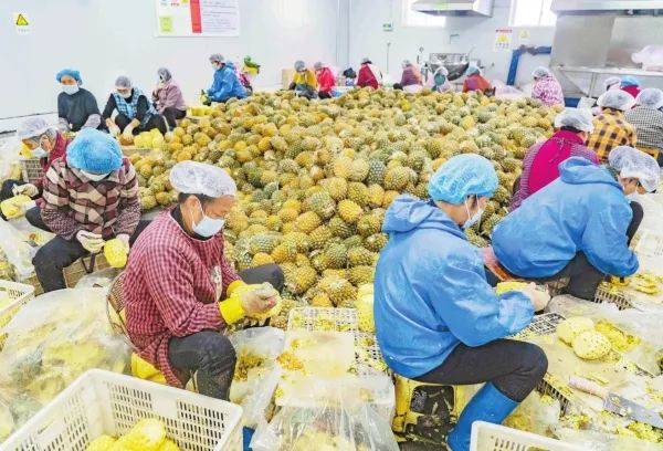 该企业采用真空冷冻干燥技术对水果,蔬菜,食用菌,肉制品等进行低温