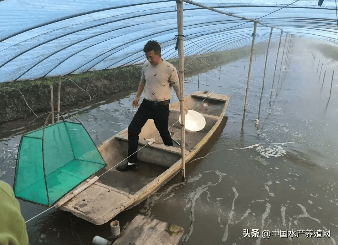 早期亏本后来年年赚钱养了16年罗氏虾的老手今年做了3个改变