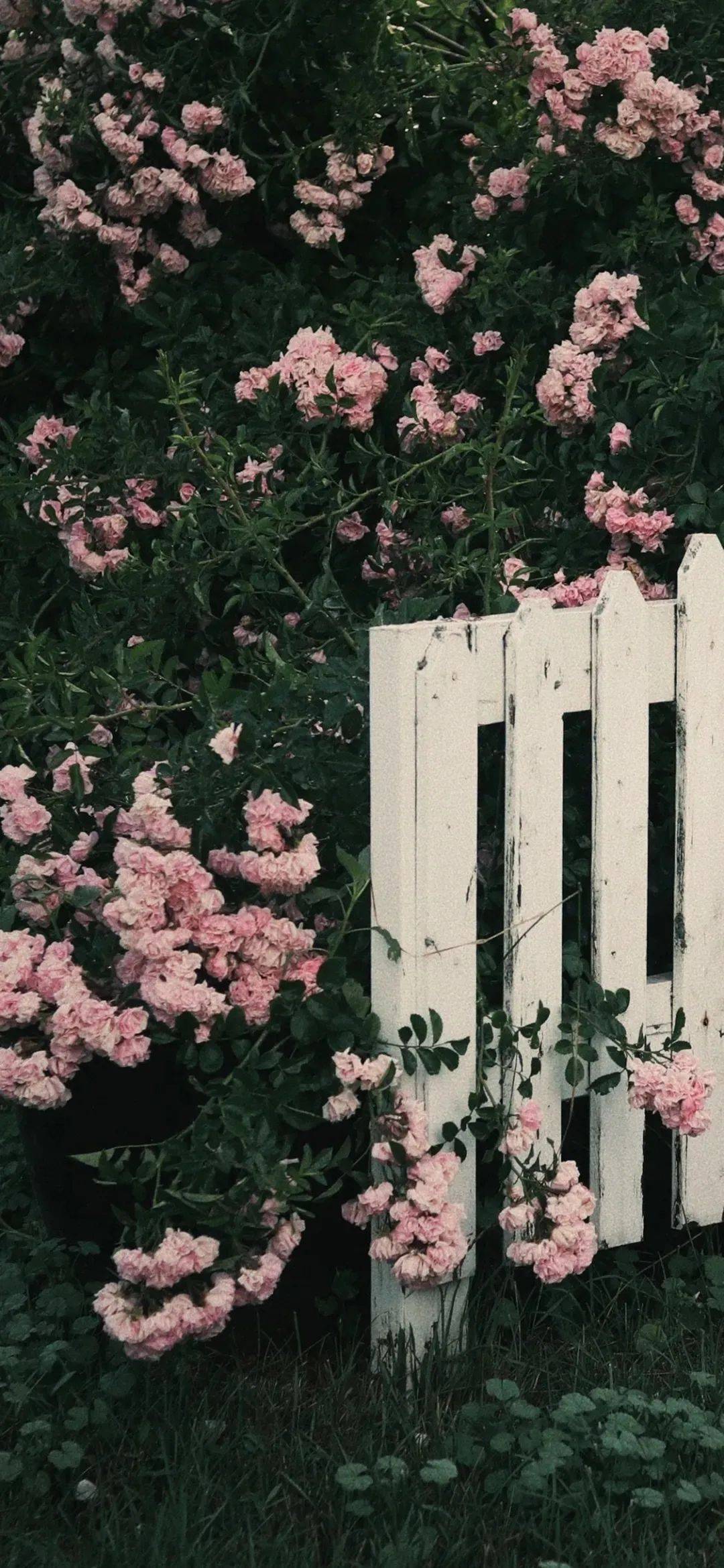 私藏已久的小众壁纸