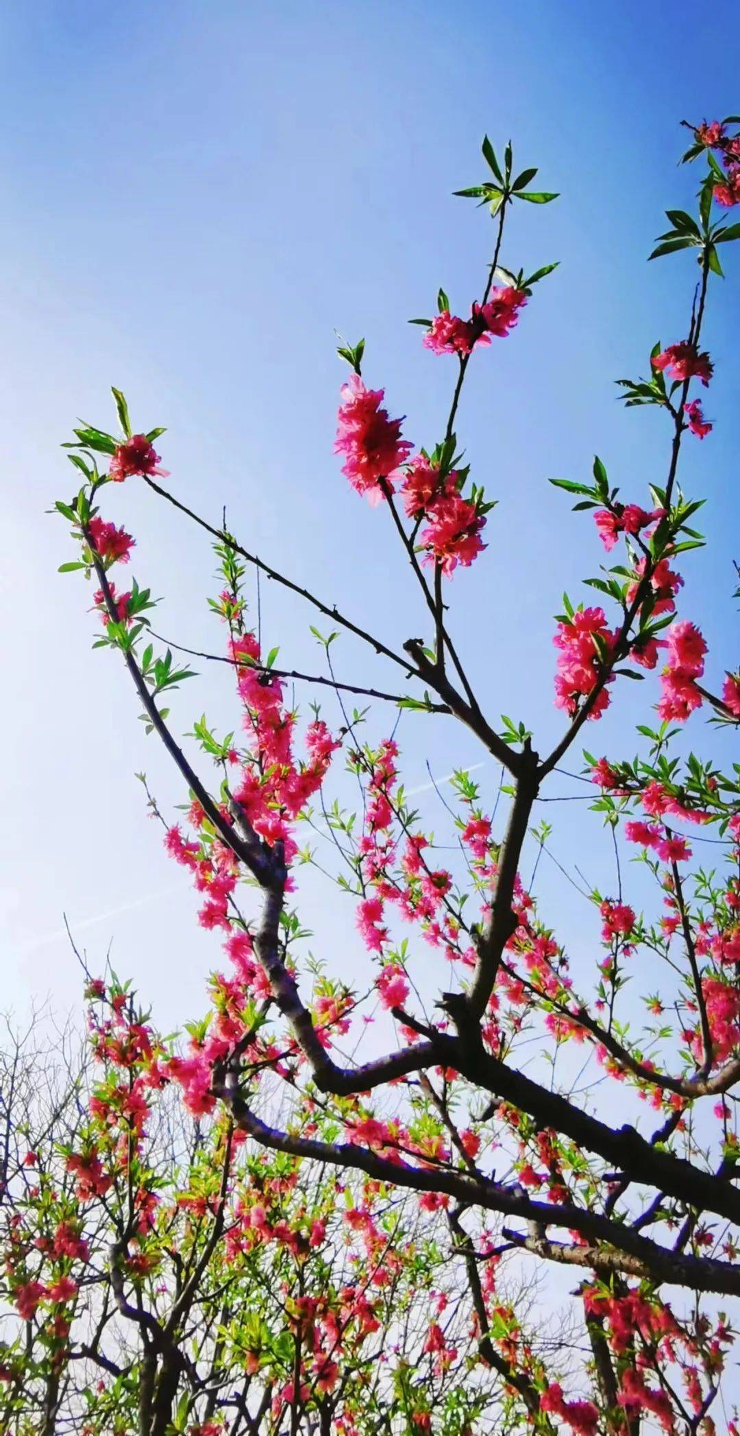 春日桃花朵朵开,一起来沪上的"桃花源"打卡