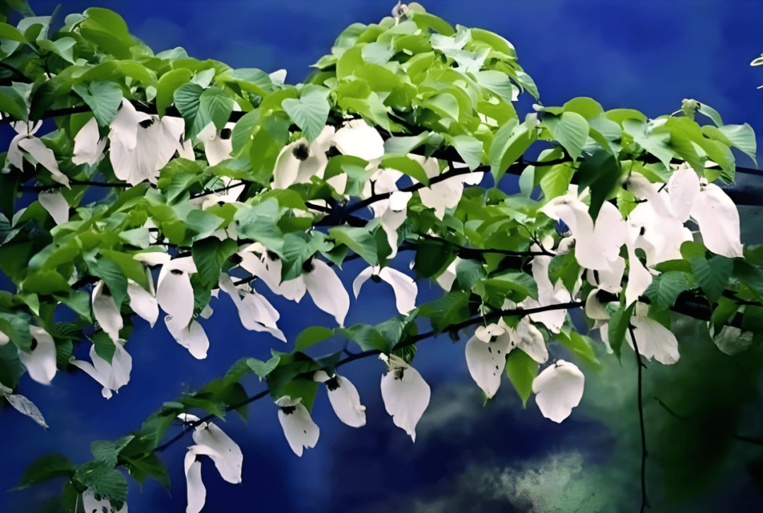 叶立文鸿飞那复计东西评最先开的是鸽子花特约评论