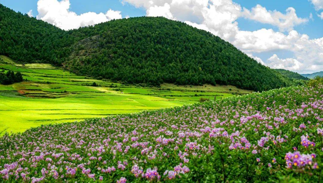 名县丨4月15日起,滋味盐边·索玛花开 邀您赴一场徜徉索玛花海的约会