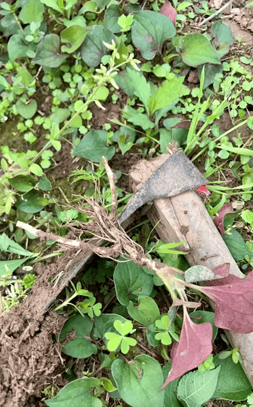 它是野菜界的"新顶流",被称为天然抗生素,清热养肺,解腻仙品_折耳根